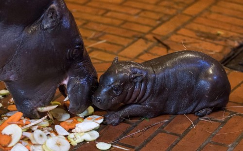 A baby pygmy hippopotamus keeps close to her mum in their enclosure in Wroclaw Zoo, Wroclaw, Poland. Picture: EPA/MACIEJ KULCZYNSKI