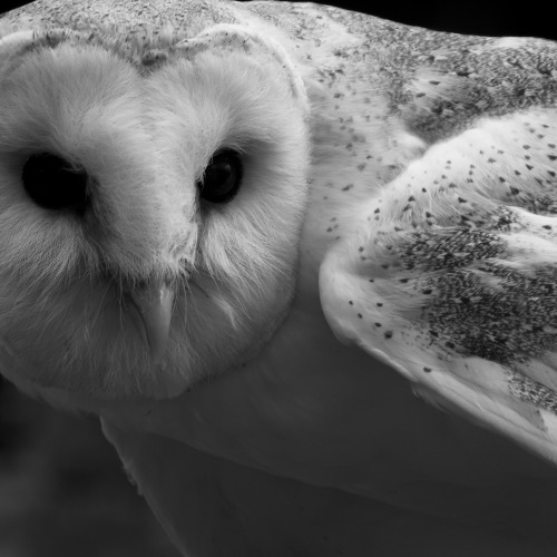 owlday:Barn Owl