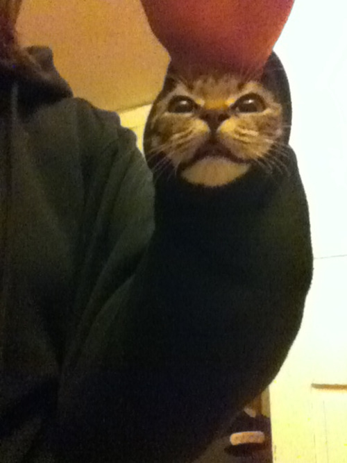 toralei:  MY KITTEN WAS OUT OF CONTROL SO I ZIPPED HIM INTO THE HOODIE WITH ME TO