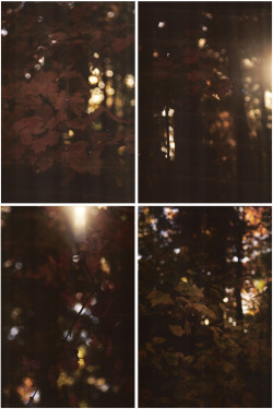 allthetreesofthefield:  Autumn woods on film.