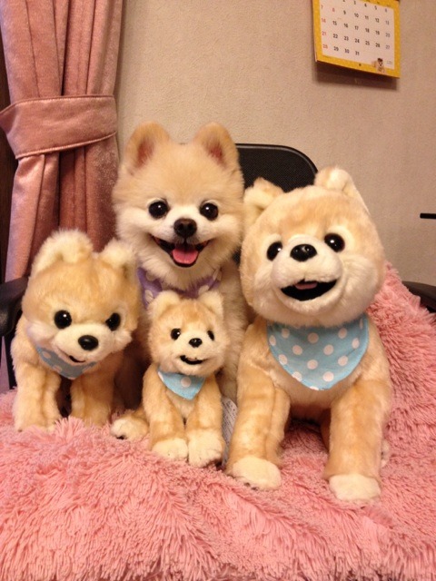 thefunniestpost:  hypnoplasmids: I think one of these is a real dog but I’m not sure   Hysterical Blog!