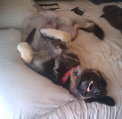 Leonard was sleeping with this big ol&rsquo; goofy grin on his face and I just had to take a picture of him