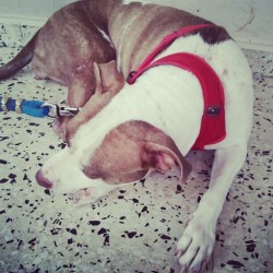 Mi #Pitbull Kira (Tomada con Instagram)