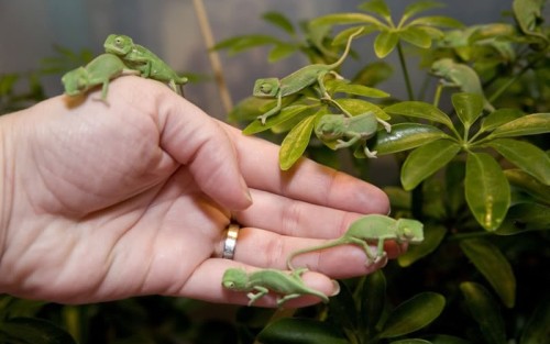 stepchildofthesun:baby chameleons  