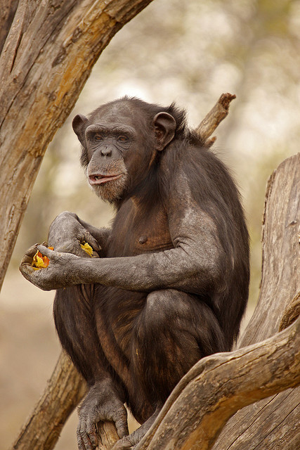 animals-plus-nature:  Morning Snack by Picture Taker 2 on Flickr.   وجدته وحيدا