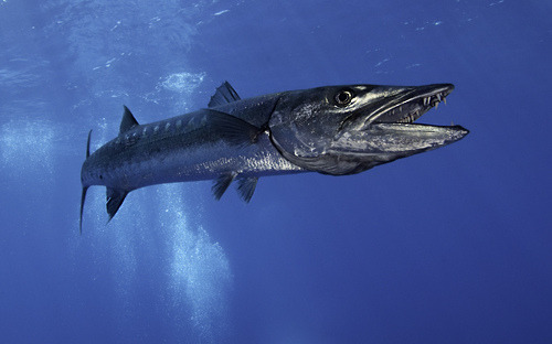 worldlyanimals:  Great Barracuda (Rob Hughes)