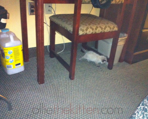 Ollie doesn&rsquo;t like the hotel floor&hellip; Please let Ollie up to where the people sleep? (Oll