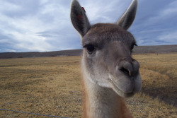 The guanaco photo i mentioned. What a cutie! Yeah, they&rsquo;re like my favourite&hellip; &lt;3 &lt;3