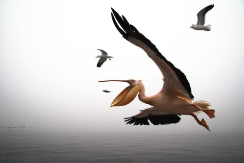 :
“ Pelican, Walvis Bay, Namibia Photo by ROMULO REJON
”