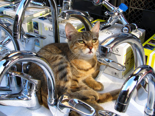 Faucet Sales Cat - Istanbul