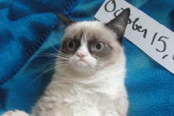 tardthegrumpycat:  Grumpy Cat - “You posted my picture?! On the internet!?” 