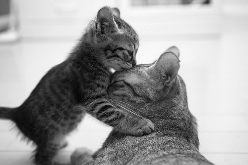 squeaky-punkin-face:  Cause everyone needs forehead kisses  Love forehead smooches