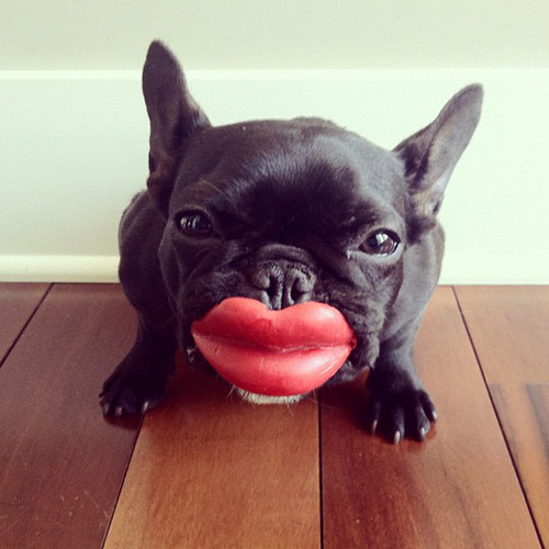 Trotter, a one-year-old French Bulldog lovingly captured by her owner, San Francisco photographer So