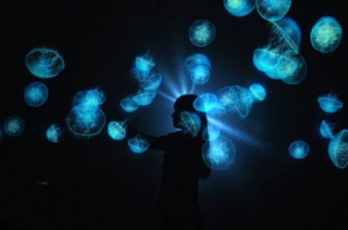 leslieseuffert:  Movement Swimming in a glowing, underwater sea of jellyfish would be a really beautiful experience. But, with limited access to the deep sea, this interactive installation by artist Takahiro Matsuo could be considered a backup to that