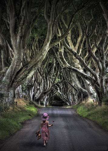 魔女が住んでるとしか思えない…幻想的な北アイルランドの並木道「ザ・ダークヘッジ」:らばQ