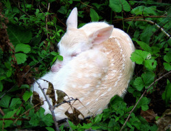 theblackcrystals:  Baby Albino Whitetail Deer Fawn (Odocoileus virginianus) by Lifeinthenorthwoods.com on Flickr. 