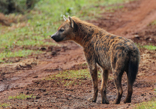 worldlyanimals: Spotted Hyena (Rainbirder)
