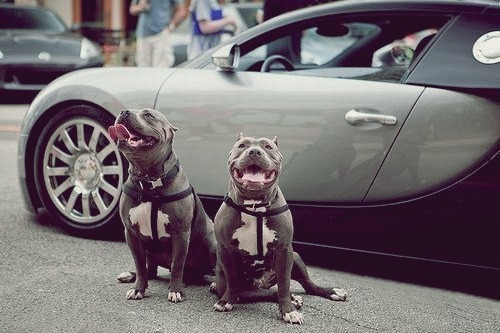 johnny-escobar:  I’m pretty sure that Veyron didn’t have any fingerprints on it at the end of the Cars & Coffee meet. 