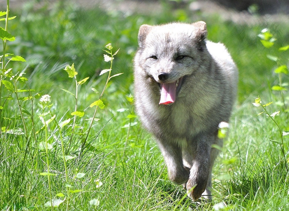 lavenderfoxes:  MG see 