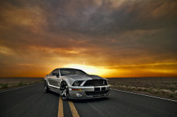 musclecarblog:  ShelbyDramaticStance [Explore]