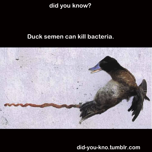 did-you-kno:  Source