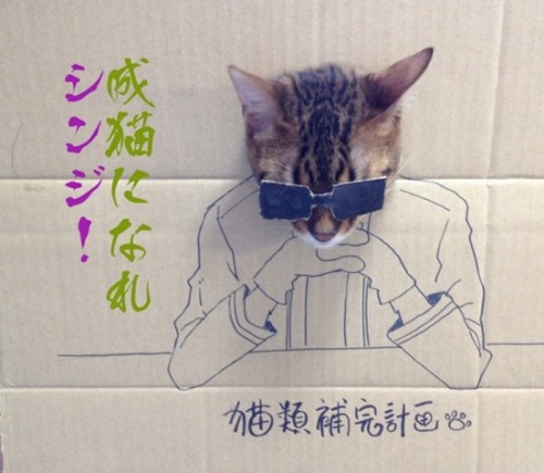 otaachimow:  conchesumadres:  1 Cat + 1 Cardboard Box = Best Cosplay Ever  omg