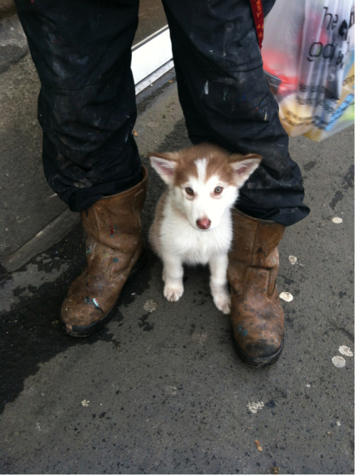 pyuke:look at the puppy i just saw outside the co-op oh my god