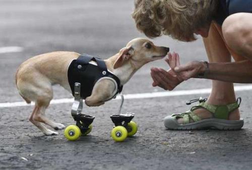 This puppy is Vespa. She was born without front legs. Her momma adopted her through Petfinder. Eventually, she was fitted for these wheels and can go everywhere with her family. The power of pet adoption and love!