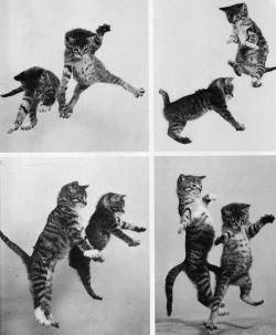 funnywildlife:  Lol Cats:Let’s Dance!!