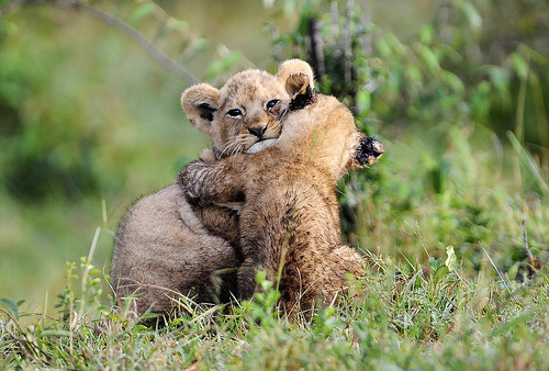 funkysafari:  Here for you. by RayMorris1