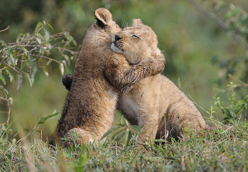 funkysafari:  Here for you. by RayMorris1