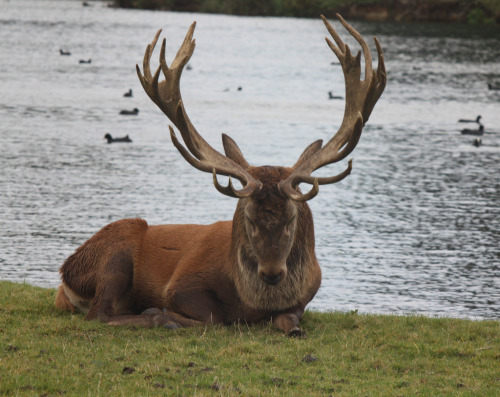 Sleeping Red Deer - Woburn Deer Park Bedfordshire, England