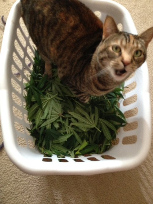 stonerproblemss:  cats love weed 