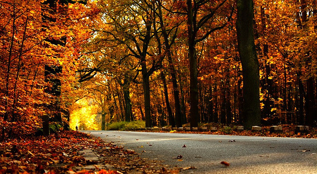 ichliebedichberlin:  autumn by Nebuto on Flickr. 