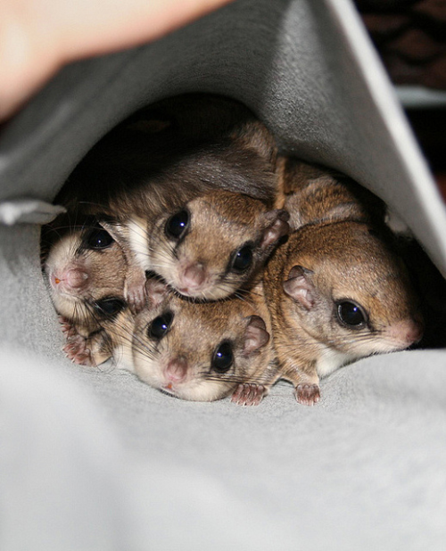 Sugar Gliders. I will take all four, kthanksbye.