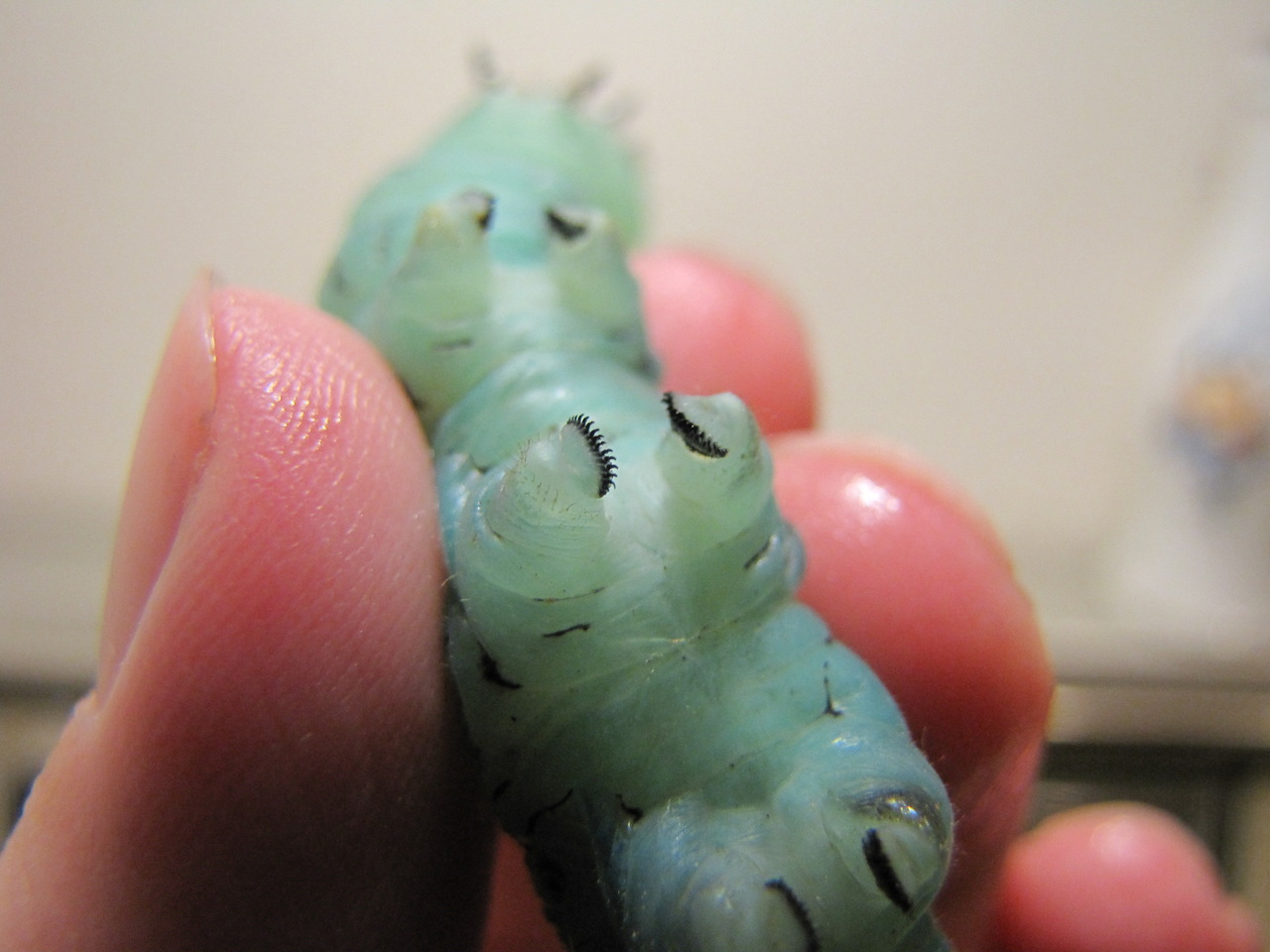 demonrubberducky: fullmoonpagan:   Caterpillar toes!!!    