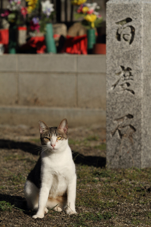 Garden of the Old Shrine, Kashihara District, Nara Prefecture.