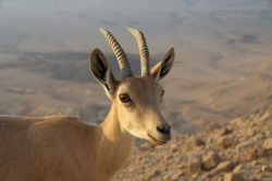 Holy crap, this ibex is a master of being
