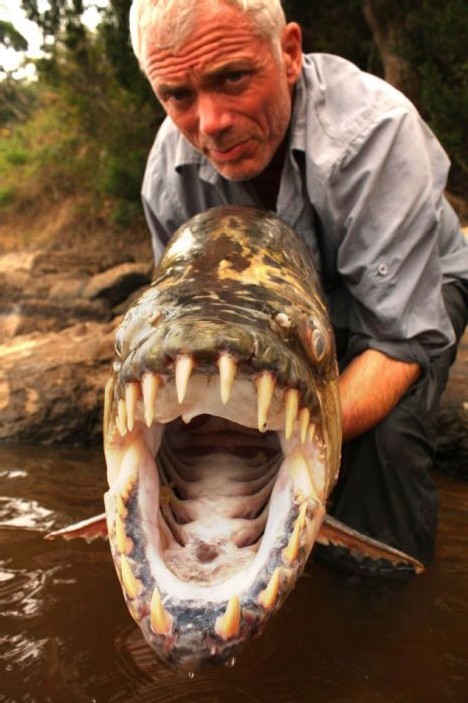 Piranha fish attack human