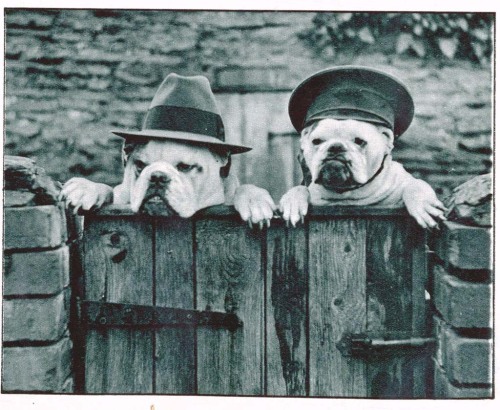 Les chiens aux chapeaux, 1932.