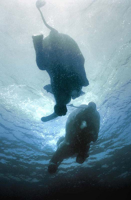 stoneless:  Swimming elephants by oblaise on Flickr. 