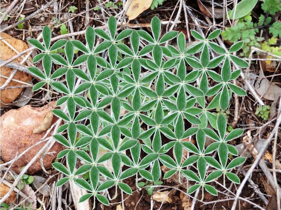 mandaladana:  Naturally occurring flower of life pattern. 