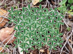 Mandaladana:  Naturally Occurring Flower Of Life Pattern. 