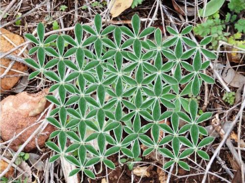 3rdquartermoon: elpiria: lola-pastel: mandaladana: Naturally occurring flower of life pattern. ❂