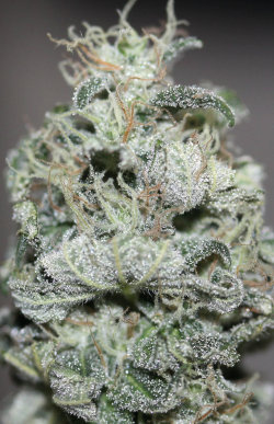 missrawcannabis:Sweet Deep Grape fault