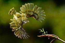 funnywildlife:  Bird and preying mantis, an uneven battle!!