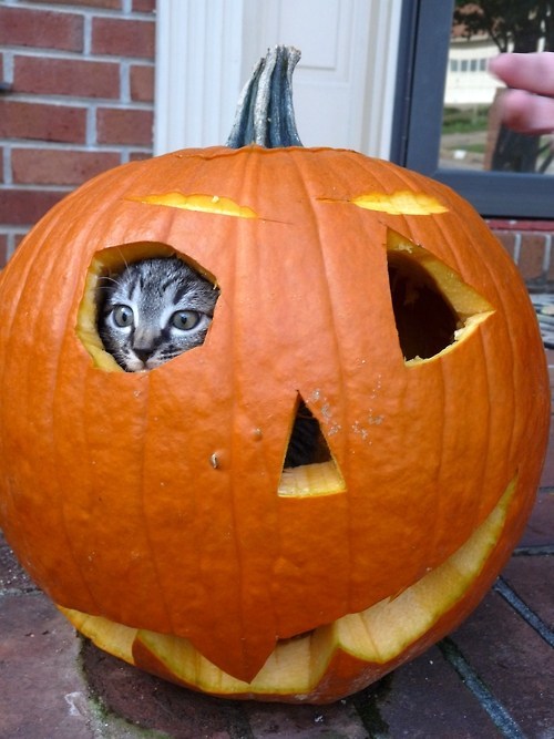 Cats. Where they do not belong.