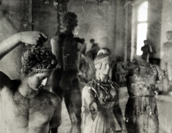 speciesbarocus:   © Deborah Turbeville.