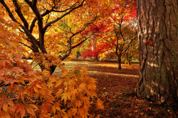 janeantlers:  Seasons Change by andrewcoswayphotography