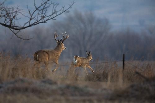 fieldnwater:  Let The Rut Begin 